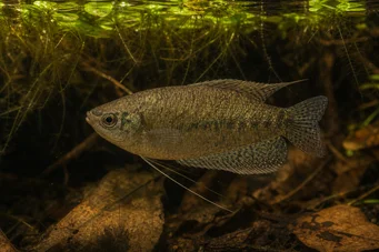 Belontia signata (Цейлон Макропод)