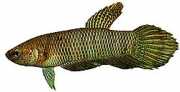 Betta bellica Боец