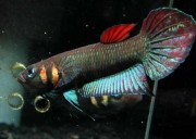 Betta foerschi  Betta Chameleon