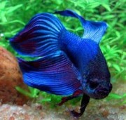 Betta splendens crownmoon Боец