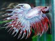 Betta splendens crowntail Боец на короната