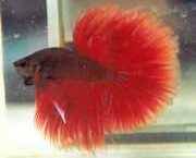 Betta splendens halfmoon Боец