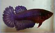 Betta splendens halfsun Боец