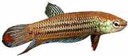 Betta splendens imbellis Мирна бета