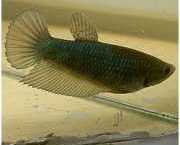 Betta splendens queue de peigne битка