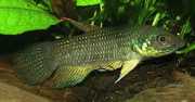 Betta trifasciata Боец