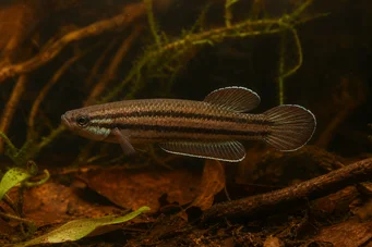 Betta trifasciata (Боец)