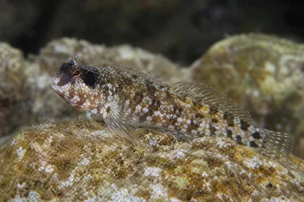 Blennius nigriceps (Черно -глава)