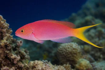 Bodianus anthioides (Бодиан)