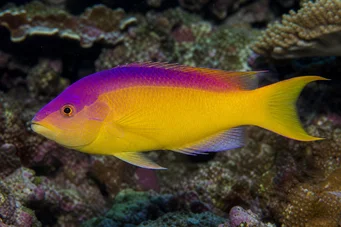 Bodianus rufus Испански лабре