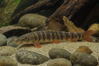 Botia rubripinnis (Зелен Лош)