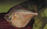 Brachychalcinus orbicularis Характер диск