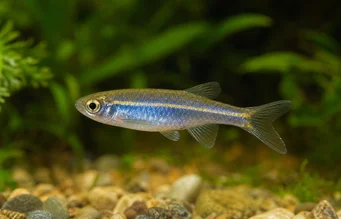 Brachydanio kerri (Данио Кери)