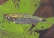Brycinus brevis Малък Брайцин
