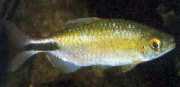 Brycinus longipinnis Характеристики с дълги перки