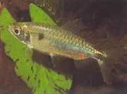 Brycinus schoutedeni Brycinus с големи везни