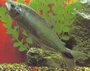 Brycon cephalus Южноамериканска пъстърва