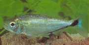 Brycon melanopterus Брайкон с черни перки
