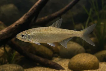 Bryconaethiops boulengeri (Тетра възклицание)