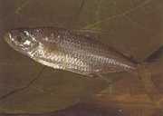 Bryconaethiops macrops Тетра големи маскирани очи