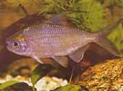 Bryconaethiops microstoma Тетрамент за малка уста