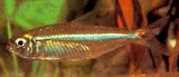 Bryconops affinis Заострени bryconops