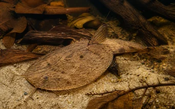 Bunocephalus kneri (Банджо риба)