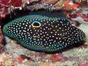 Calloplesiops altivelis Комета