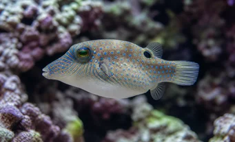 Canthigaster solandri (Canthigaster-Paon)