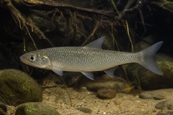 Capus commus