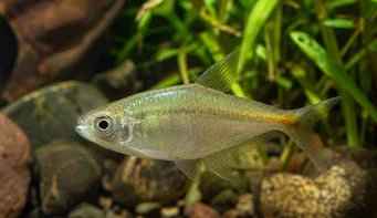 Carlastyanax aurocaudatus Нито един