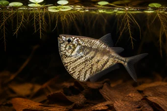 Carnegiella strigata strigata (Мрамор)