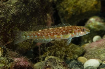 Centrolabrus exoletus