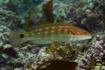 Centrolabus melops (Обикновен crenilabre)