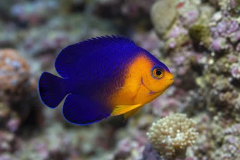 Centropyge argi