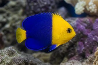 Centropyge bicolor (Два -тон)