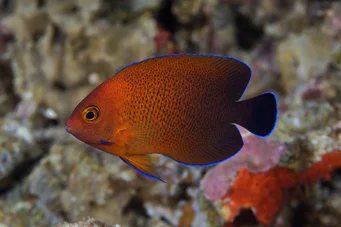 Centropyge ferrugatus (Ангел на ръжда джудже)