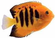 Centropyge loriculus Пламтящ
