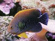 Centropyge potteri Червено море ...