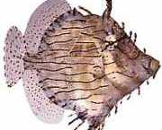 Chaetoderma penicilligera Богато украсена