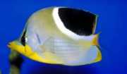 Chaetodon ephippium Черно петно ​​папилонска риба