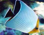 Chaetodon larvatus Маскирана папилонска риба