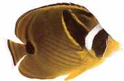 Chaetodon lunula Райета chétodon