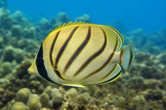Chaetodon lunula