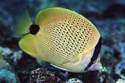 Chaetodon miliaris Лимонов къс хляб