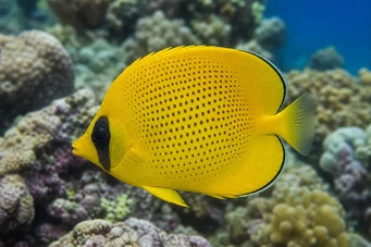 Chaetodon miliaris (Лимонов къс хляб)