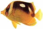 Chaetodon quadrimaculatus Четири петна