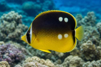 Chaetodon quadrimaculatus (Четири петна)