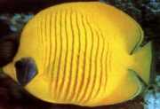 Chaetodon semilarvatus Риба риба