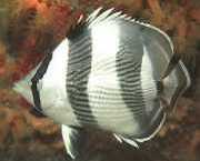 Chaetodon striatus Зебра или кръстосана